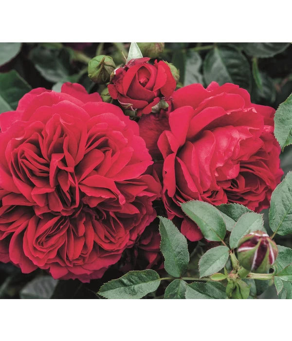 Nostalgie®-Strauchrose 'Soul®' 4 Nostalgie®-Strauchrose 'Soul®' – Bild 2