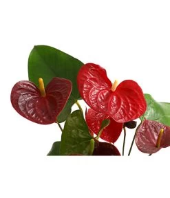 Große Flamingoblume - Anthurium Andreanum 'Otazu' -Pflanzenwelt Verkauf 8297137 WE DE 001 FlamingoblumeAnthuriumOtazuT14DehnerExpressHerzig