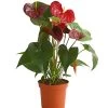 Große Flamingoblume - Anthurium Andreanum 'Otazu' -Pflanzenwelt Verkauf 8297137 WE FS 001 FlamingoblumeAnthuriumOtazuT14DehnerExpressHerzig