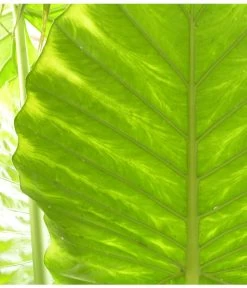 Pfeilblatt - Alocasia Portodora -Pflanzenwelt Verkauf 8297442 PR DE 001 AlocasiaPortodoraElefantenblattPixabay
