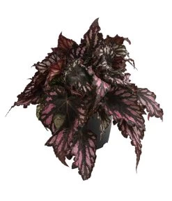 Blattbegonie - Begonia Rex Hybride, Verschiedene Sorten -Pflanzenwelt Verkauf 8299638 WE FS 001 BegoniaRexMixT12