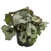 Blattbegonie - Begonia Rex Hybride, Verschiedene Sorten -Pflanzenwelt Verkauf 8299638 WE FS 002 BegoniaRexMixT12