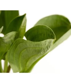 Rundblättriger Froschlöffel