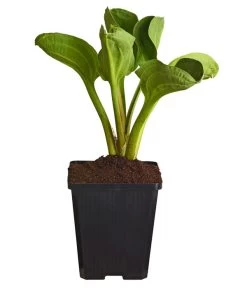 Pflanzenwelt Verkauf -Pflanzenwelt Verkauf 8310229 WE FS 001 FroschloeffelAlismaParvifloraT9DehnerExpressZS