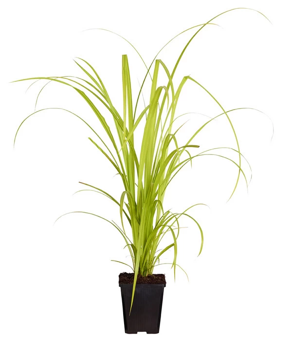 Zypersegge - Scheinzypergras-Segge 4 Zypersegge - Scheinzypergras-Segge – Bild 2