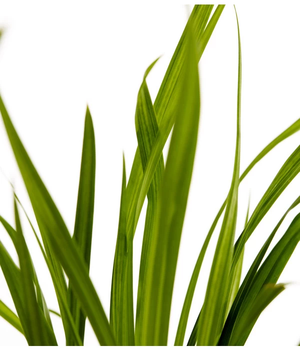 Hängende Segge - Riesen-Segge 3 Hängende Segge - Riesen-Segge