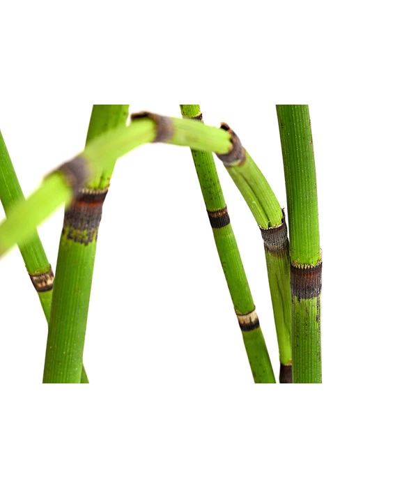 Japanischer Schachtelhalm 3 Japanischer Schachtelhalm