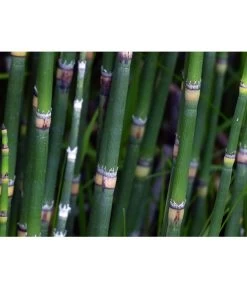 Japanischer Schachtelhalm 11 Japanischer Schachtelhalm -Pflanzenwelt Verkauf 8311326 WE DE 001 SchachtelhalmPixabay