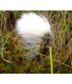 Schmalblättriges Wollgras 10 Schmalblättriges Wollgras -Pflanzenwelt Verkauf 8311383 BildFS 001 SchmalblaettrigesWollgrasEriophorumAngustifolium