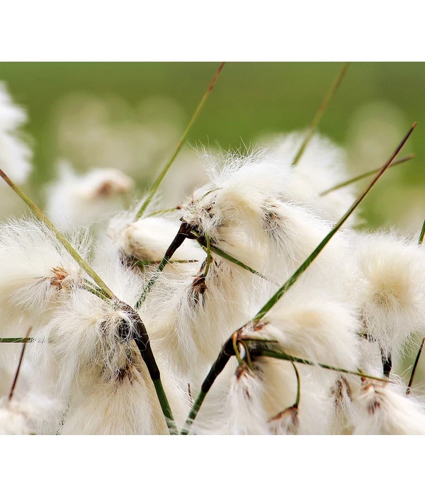 Schmalblättriges Wollgras 3 Schmalblättriges Wollgras