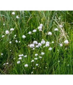 Schmalblättriges Wollgras 9 Schmalblättriges Wollgras -Pflanzenwelt Verkauf 8311383 WE MO 003 SchmalblaettrigesWollgrasPixabay