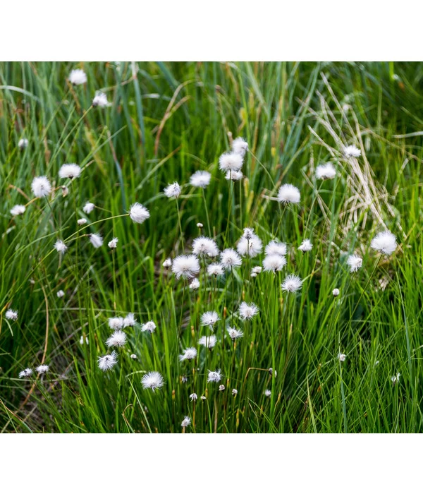 Schmalblättriges Wollgras 4 Schmalblättriges Wollgras – Bild 2