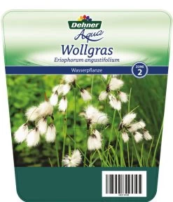 Schmalblättriges Wollgras 12 Schmalblättriges Wollgras -Pflanzenwelt Verkauf 8311383 Wollgras Etikett 1