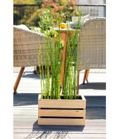 Japanischer Schachtelhalm 9 Japanischer Schachtelhalm -Pflanzenwelt Verkauf 8311532 WE MO 001 JapanischerSchachtelhalm