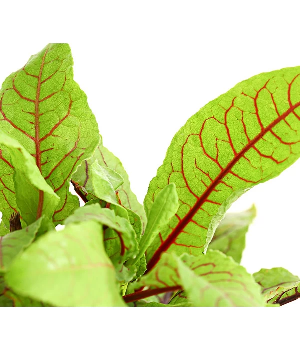 Hainampfer - Teichampfer 3 Hainampfer - Teichampfer