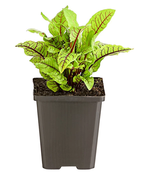 Hainampfer - Teichampfer 4 Hainampfer - Teichampfer – Bild 2