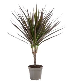 Zimmerpflanzen-Set Drachenhöhle, 4-teilig -Pflanzenwelt Verkauf 8400103 WE FS 001 DracaenaMarginataMagenta1erTuffT11