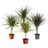 Zimmerpflanzen-Set Drachenhöhle, 4-teilig 2 Zimmerpflanzen-Set Drachenhöhle, 4-teilig -Pflanzenwelt Verkauf 8400103 WE FS 001 PflanzensetDrachenhoehle