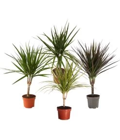 Zimmerpflanzen-Set Drachenhöhle, 4-teilig