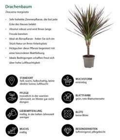 Zimmerpflanzen-Set Drachenhöhle, 4-teilig -Pflanzenwelt Verkauf 8400103 WE IG 001 Drachenbaum