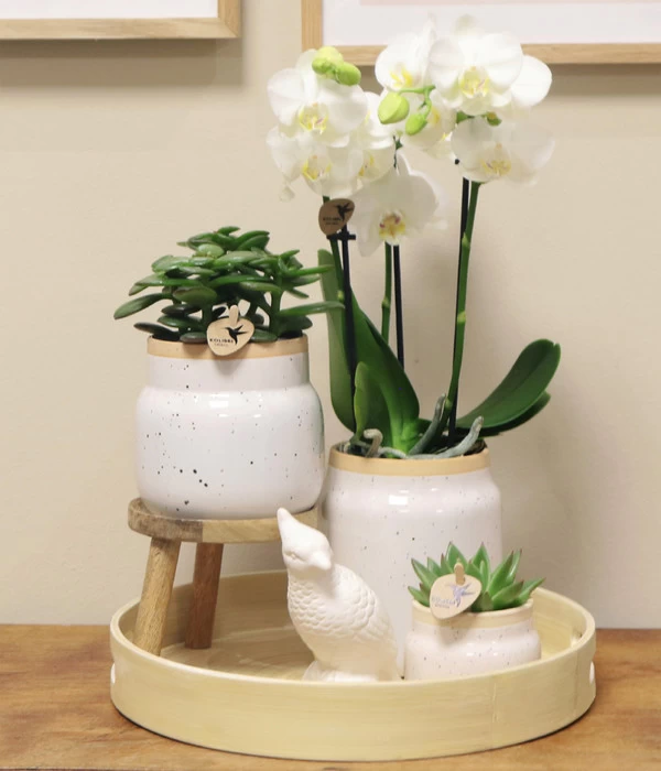 Pflanzen-Arrangement Vintage White, 9-teilig 4 Pflanzen-Arrangement Vintage White, 9-teilig – Bild 2