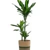Drachenbaum - Dracaena Fragrans 'Cintho', In Seegras-Korb Harmony -Pflanzenwelt Verkauf 8401218 WE FS 001 DracaenaHarmony Solitaerpflanze