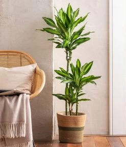 Drachenbaum - Dracaena Fragrans 'Cintho', In Seegras-Korb Harmony -Pflanzenwelt Verkauf 8401218 WE MO 001 DracaenaCinthomitKorb KombiAngebot