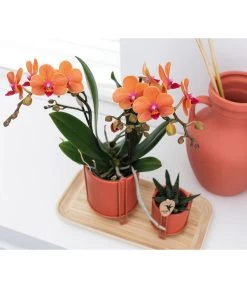 Pflanzen-Arrangement Inner Retreat, 5-teilig -Pflanzenwelt Verkauf 8401283 WE MO 002 PflanzensetInnerRetreat