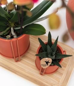 Pflanzen-Arrangement Inner Retreat, 5-teilig -Pflanzenwelt Verkauf 8401283 WE MO 003 PflanzensetInnerRetreat