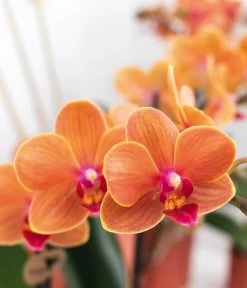 Pflanzen-Arrangement Inner Retreat, 5-teilig -Pflanzenwelt Verkauf 8401283 WE MO 004 PflanzensetInnerRetreat