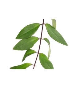 Schamblume - Aeschynanthus Lobbianus, Hydrokultur -Pflanzenwelt Verkauf 8401457 WE DE 001 SchamblumeHydroT12