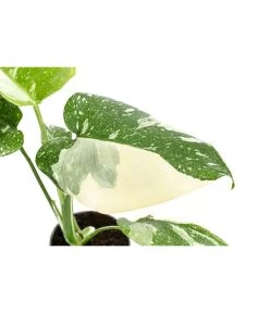 Fensterblatt - Monstera Deliciosa 'Thai Constellation', Panaschiert -Pflanzenwelt Verkauf 8402034 WE DE 001 MonsteraThaiConstellationT6