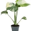 Fensterblatt - Monstera Deliciosa 'Thai Constellation', Panaschiert -Pflanzenwelt Verkauf 8402034 WE FS 001 MonsteraThaiConstellationT6