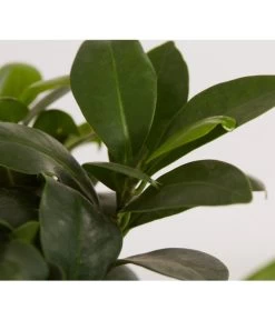 Chinesische Feige - Ficus Microcarpa 'Ginseng', In Keramik, Verschiedene Farben -Pflanzenwelt Verkauf 8404402 PR DE 002 FicusGinsengBonsaiKeramikschaleT23DehnerExpressZS