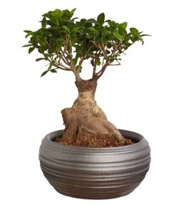 Chinesische Feige - Ficus Microcarpa 'Ginseng', In Keramik, Verschiedene Farben -Pflanzenwelt Verkauf 8404402 PR FS 001 FicusGinsengBonsaiKeramikschaleT23DehnerExpressZS