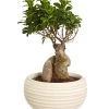 Chinesische Feige - Ficus Microcarpa 'Ginseng', In Keramik, Verschiedene Farben -Pflanzenwelt Verkauf 8404402 PR FS 002 FicusGinsengBonsaiKeramikschaleT23DehnerExpressZS
