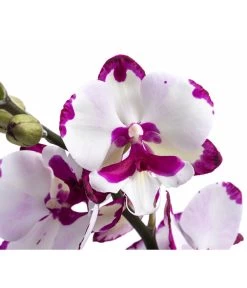 Schmetterlingsorchidee - Phalaenopsis Cultivars 'King Car Dalmatian' -Pflanzenwelt Verkauf 8408072 WE DE 001 Phalaenopsis KingCarT12Schmetterlingsorchidee