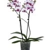 Schmetterlingsorchidee - Phalaenopsis Cultivars 'King Car Dalmatian' -Pflanzenwelt Verkauf 8408072 WE FS 001 Phalaenopsis KingCarT12Schmetterlingsorchidee