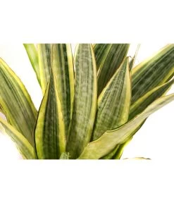 Bogenhanf - Sansevieria Trifasciata 'Lauren', Hydrokultur -Pflanzenwelt Verkauf 8416836 WE DE 001 SansevieriaTrifasciataLaurenTuffHydroT15 19BogenhanfDehnerExpressHerzig