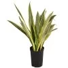 Bogenhanf - Sansevieria Trifasciata 'Lauren', Hydrokultur -Pflanzenwelt Verkauf 8416836 WE FS 001 SansevieriaTrifasciataLaurenTuffHydroT15 19Bogenhanf