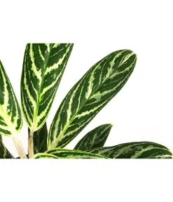 Kolbenfaden - Aglaonema 'Ivy Green', Hydrokultur -Pflanzenwelt Verkauf 8416893 WE DE 001 AglaonemaIvyGreenHydroT15 19KolbenfadenDehnerExpressHerzig