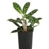 Kolbenfaden - Aglaonema 'Ivy Green', Hydrokultur -Pflanzenwelt Verkauf 8416893 WE FS 001 AglaonemaIvyGreenHydroT15 19KolbenfadenDehnerExpressHerzig