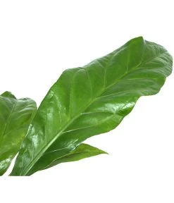 Blattanthurie - Anthurium Ellipticum 'Jungle King', Hydrokultur -Pflanzenwelt Verkauf 8425381 WE DE 001 AnthuriumJunglebush1519H50