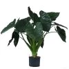 Pfeilblatt - Alocasia 'Wentii', Hydrokultur -Pflanzenwelt Verkauf 8425662 WE FS 001 AlocasiaWentii25 19H100