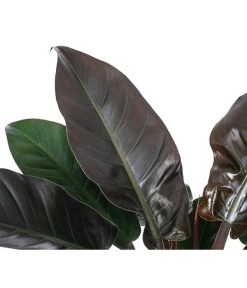 Baumfreund - Philodendron 'Imperial Red', Hydrokultur -Pflanzenwelt Verkauf 8425696 WE DE 001 PHILODENDRONIMPERIALRED