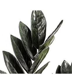 Glücksfeder - Zamioculcas Zamiifolia 'Black' 5 Glücksfeder - Zamioculcas Zamiifolia 'Black' -Pflanzenwelt Verkauf 8462442 PR DE 001 ZamioculcasZamiifoliaBlackT17DehnerExpressHerzig