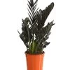 Glücksfeder - Zamioculcas Zamiifolia 'Black' -Pflanzenwelt Verkauf 8462442 PR FS 001 ZamioculcasZamiifoliaBlackT17DehnerExpressHerzig