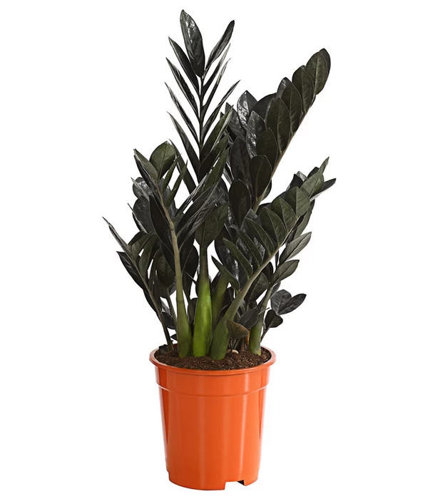 Glücksfeder - Zamioculcas Zamiifolia 'Black' 3 Glücksfeder - Zamioculcas Zamiifolia 'Black'