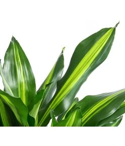 Drachenbaum - Dracaena Fragrans 'Cintho', In Seegras-Korb Phil -Pflanzenwelt Verkauf 8478703 WE DE 001 DracaenaCinthoT21imKorbPhil gruen natur