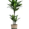 Drachenbaum - Dracaena Fragrans 'Cintho', In Seegras-Korb Phil -Pflanzenwelt Verkauf 8478703 WE FS 001 DracaenaCinthoT21imKorbPhil gruen natur